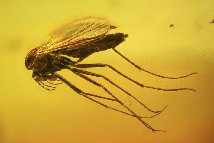 Fossil Fly (Diptera) In Baltic Amber #81690